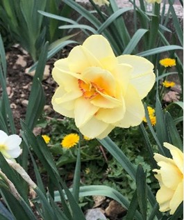 Notre jardin – potager partagé