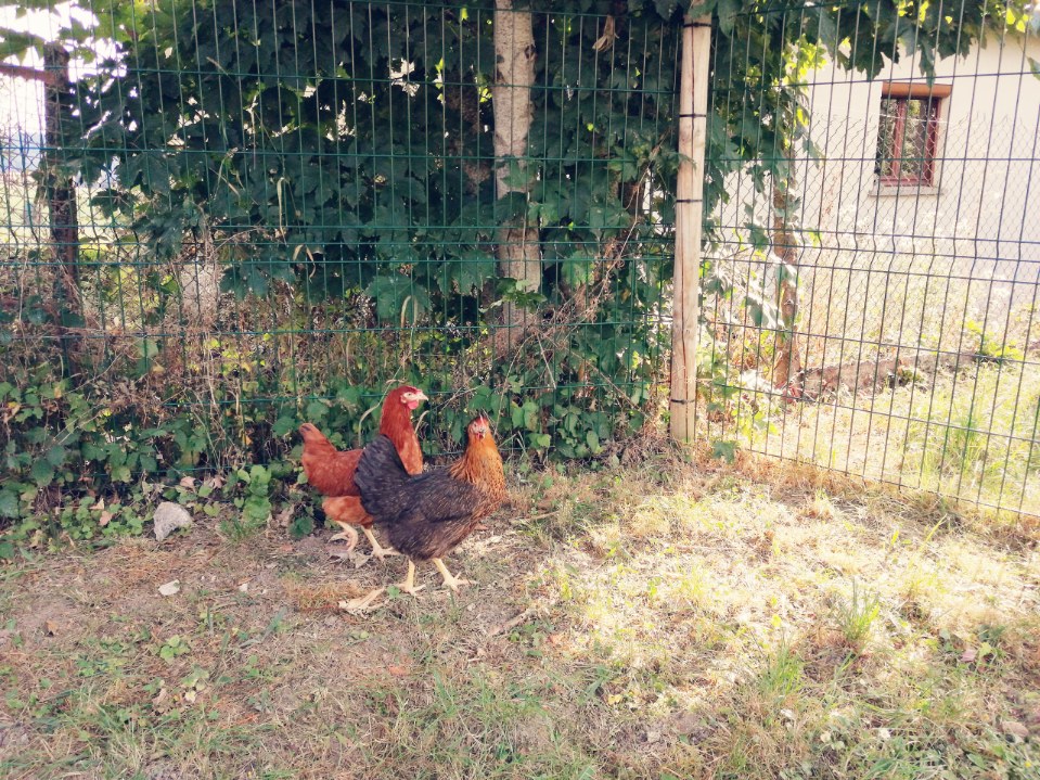 Un poulailler à l'école