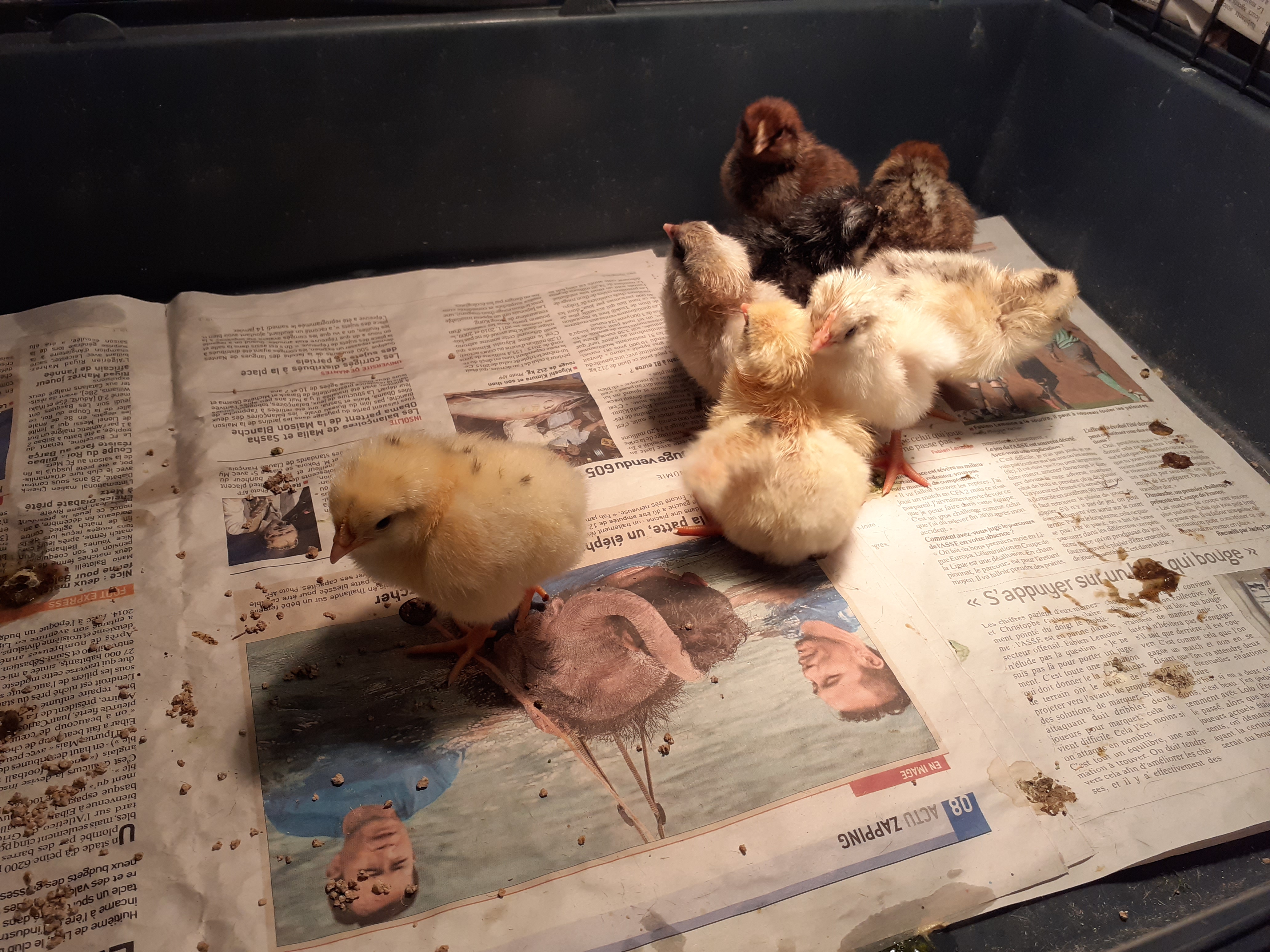 Naissance des poussins !