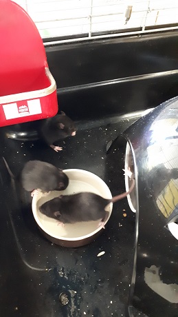 Des nouvelles de Pika et sa tribu 2